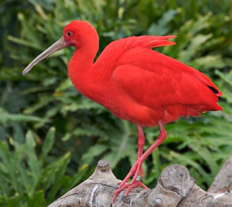 Scarlet Ibis