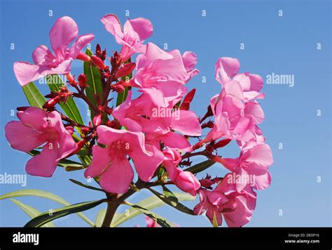Pink Oleander Nerium Oleander Blossoms Stock Photo Alamy