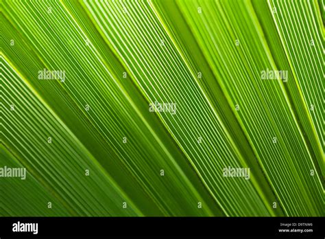 Green Palm Leaf Texture For Background Stock Photo Alamy