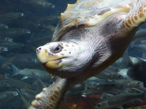 Turtle Swimming Sideways Free Stock Photo Public Domain Pictures