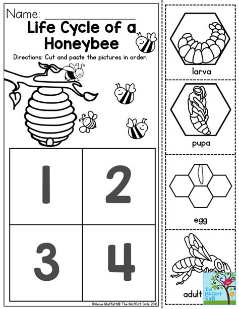 Life Cycle Of A Honeybee Preschoolers Love Learning About How Insects Help Our Environment