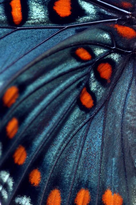 Butterfly Wing Closeup Matières Structures Et Détails