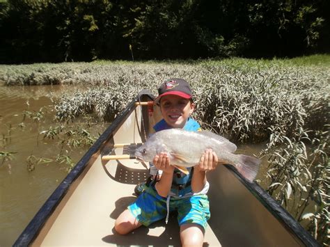 Canoeing In Ohio Little Miami River Freshwater Drum