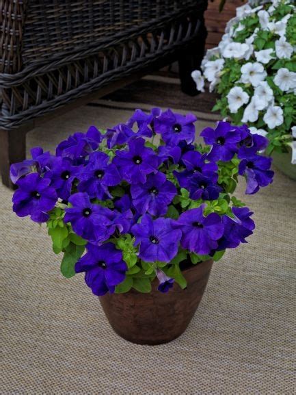 Petunia Grandiflora Tritunia Blue Muller Seeds