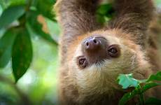 sloth toed two animals sloths baby wallpaper diego live plants zoo san search form regions