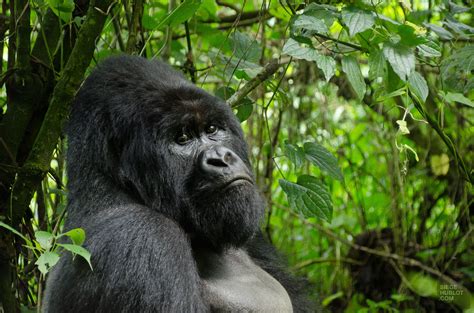 République démocratique du congo (or rdc); Gorille Congo - Siège hublot