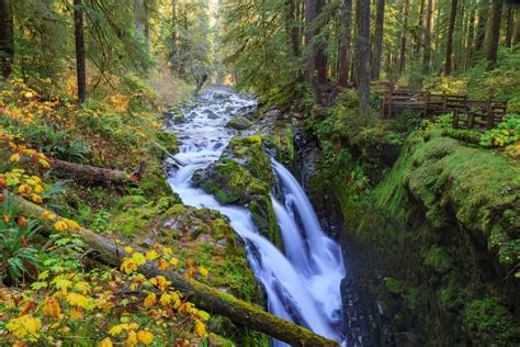 Feb 11, 2021 · from the magical hoh rain forest to the magnificent hurricane ridge, olympic national park offers a wide range of natural attractions to enjoy. A Guide to Olympic National Park | RVshare.com