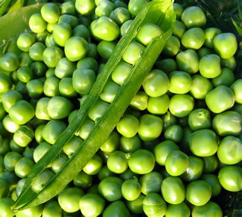 All Sizes Peas In A Pod Flickr Photo Sharing