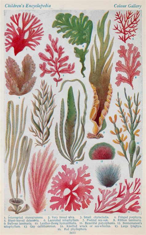 Larousse Illustrations Art Botanical Illustration Plant Illustration