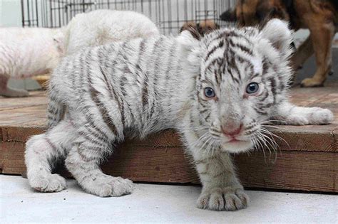 Discover 1 cat mirror tiger design on dribbble. Rare white tiger cubs ready to leave their 'dog mother ...