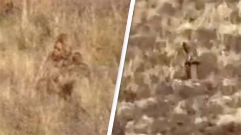 Bigfoot Seen Hiking In Colorado In New Video
