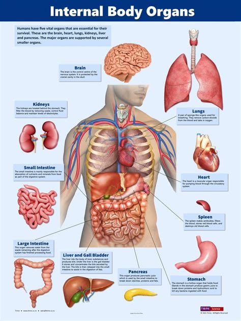 Vital Organs Human Biology Poster Educational Science Poster Human