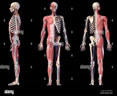 Anatomía Humana Completa Del Cuerpo Esquelético Muscular Y