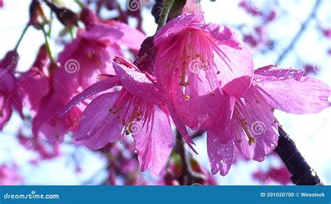 Closeup Of Pink Cherry Blossoms On The Trees During The Daytime Stock