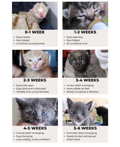 Kitten Age Chart Kitten Alliance