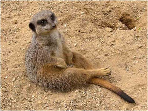 Facts About Meerkat Interesting And Amazing Information On Meerkats