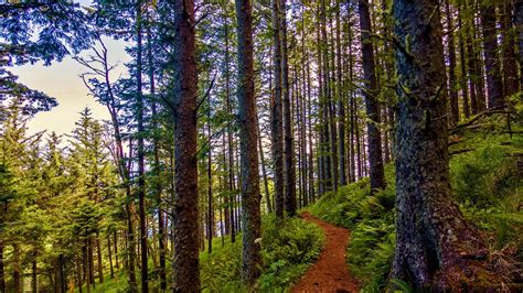 Pacific Northwest Forest Hktews