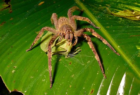 Brazilian Wandering Spider Stock Image C0373792 Science Photo