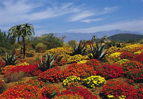 Cape Floral Region South African History Online