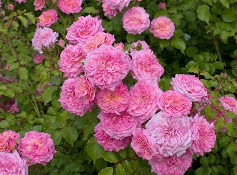 Drift roses are fast growers and heavy bloomers that will benefit from fertilization. A Better Rose Than Knock Out | Southern Living