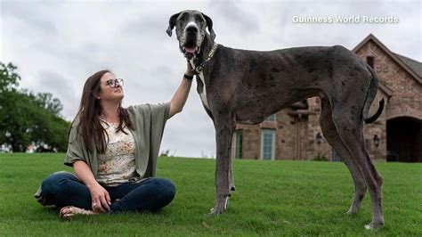 Guinness World Records Wird Dogge Zeus Sogar Größter Hund Aller Zeiten
