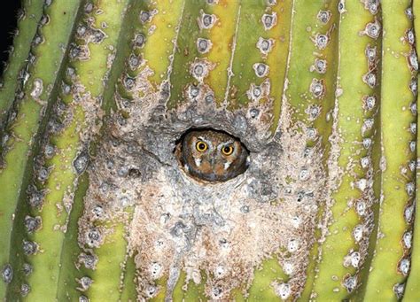 Rick bowers is a photographer, naturalist and writer. Majestic Owls, Great Lakes, Food Crisis and Other New ...