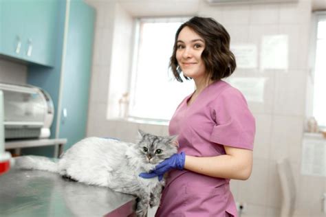 How To Become A Veterinary Assistant Careerstep
