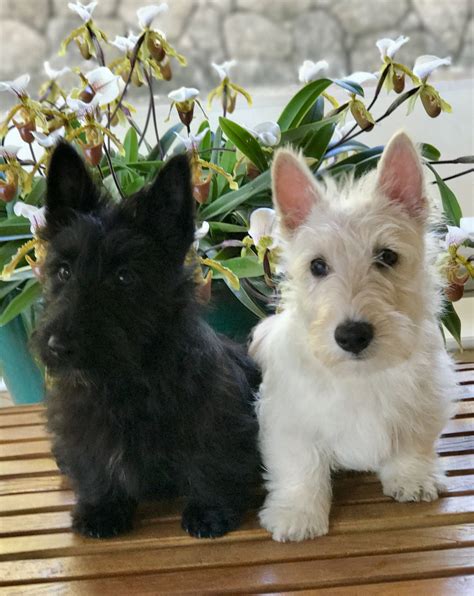 Lovely Twins Scotties Babies Scottish Terrier Puppy Scottie Dog