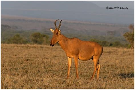 Mnr7115 2 In 2020 African Antelope Wildlife Photography Wildlife