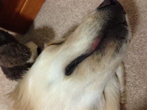 Puppy Lip Sores Golden Retriever Dog Forums