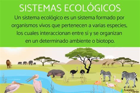 Sistemas EcolÓgicos Qué Son Y Ejemplos ¡resumen