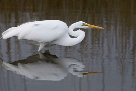 Free Picture Large White Wading Bird Pauses Refuge Water