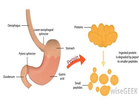 Sonu Academy Human Digestive System Text