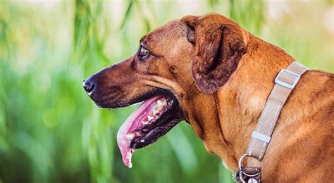 Sudden Excessive Drooling In Dogs Causes Diagnosis And Treatment