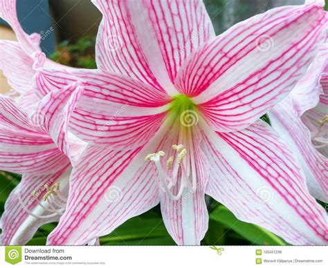 Star Lily Flower Stock Image Image Of Growing Life 105451239