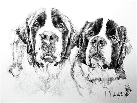 Bernese Mountain Dogs Pencil Drawing Drawing By Anavi Gudewich Fine