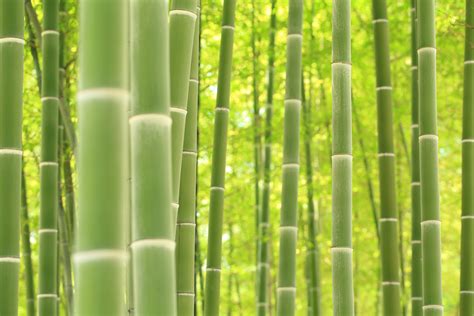 Nature Bamboo 4k Ultra Hd Wallpaper