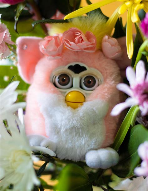 Heres Blossom My Baby Furby Rfurby