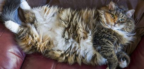 How Big Do Maine Coons Get? - Maine Coon Expert