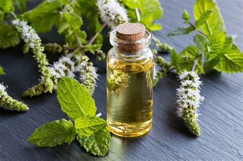 Ready to give it a try? Hair loss treatment: Peppermint oil stimulates hair ...
