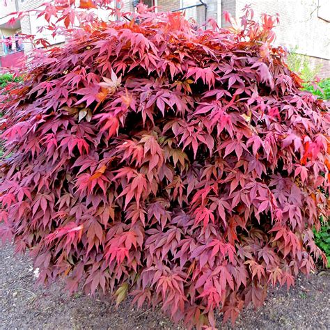 Acer Palmatum Atropurpureum Japanese Maple Tree Ornemental Shrub