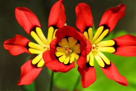 Africa is an amazing continent with many natural wonders. Harlequin flower, non native. Like most South African ...