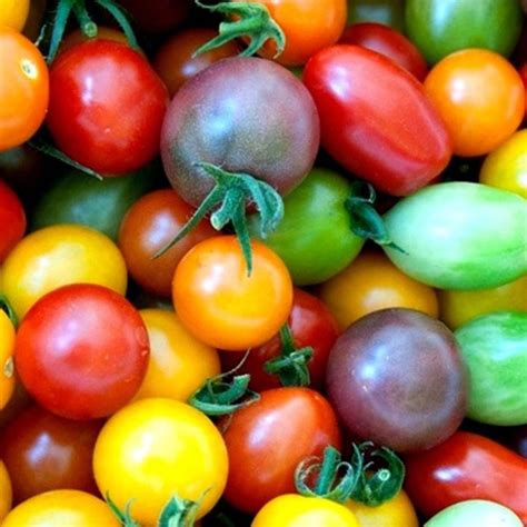 Cherry Tomatoes Vs Grape Tomatoes Whats The Difference Hubpages