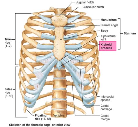 Xiphoid Process Pain Lump On The Sternum Structure