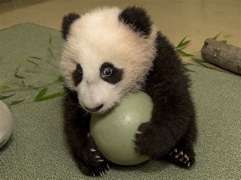 人気ダウンロード！ Red Panda Bear Cute Baby Real Too Cute Panda 190336