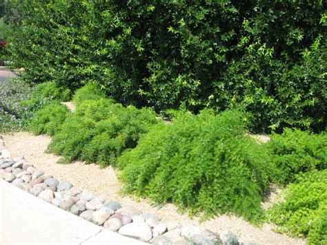 Check spelling or type a new query. GV Gardeners: Asparagus fern a garden paradox | Get Out ...