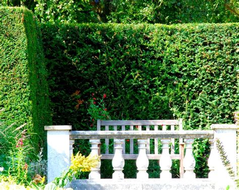 The Best Backyard Privacy Plants Live In Your Backyard