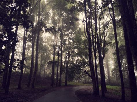 Misty forest path | Misty forest, Forest path, Forest