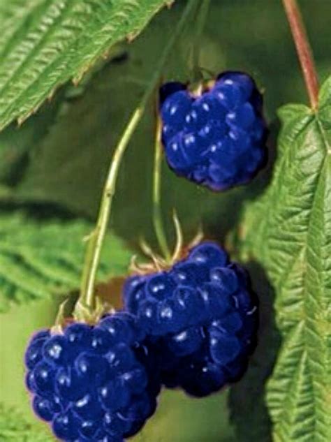 So, i assume you mean why don't some flowering plants produce fruits? Pin on Fruits