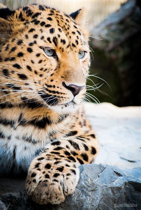 Blue Eyed Amur Leopard Wild Cats Animals Beautiful Beautiful Cats